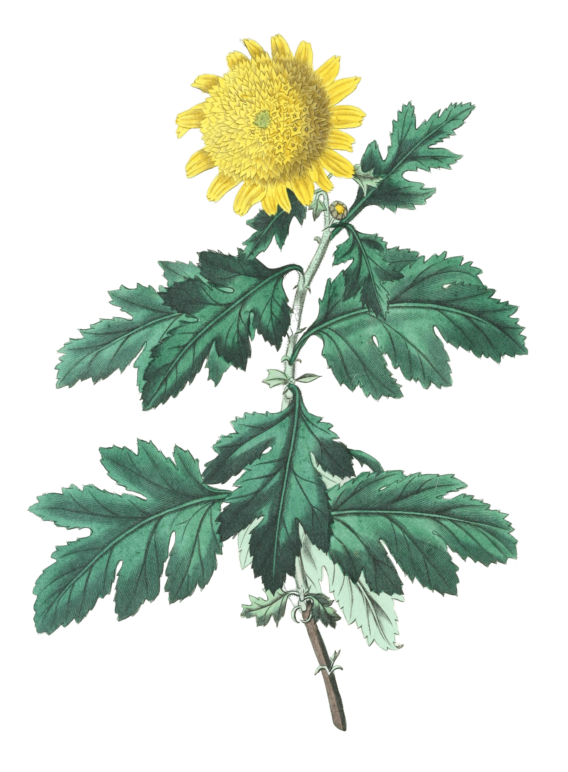 Double Yellow Indian Chrysanthemum