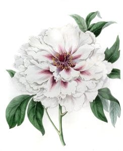 Double white Tree Peony