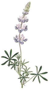 Dwarf Lupine