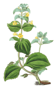 Dwarf Yellow Monkey Flower