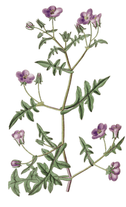 Ear Leaved Nemophila