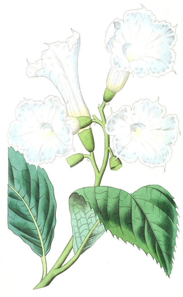 Large flowered Cordia