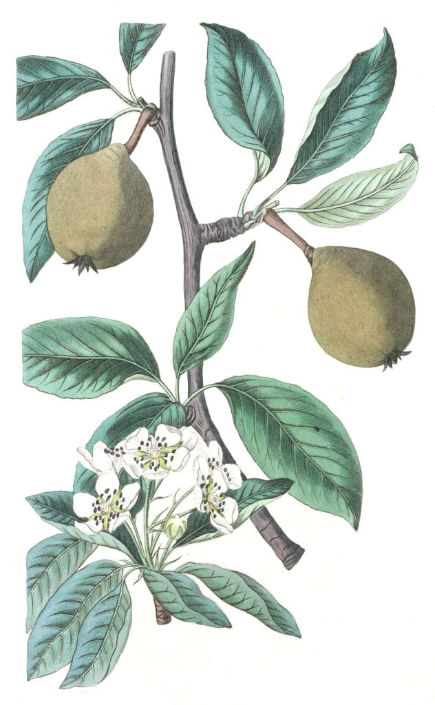 Sage-leaved Pear