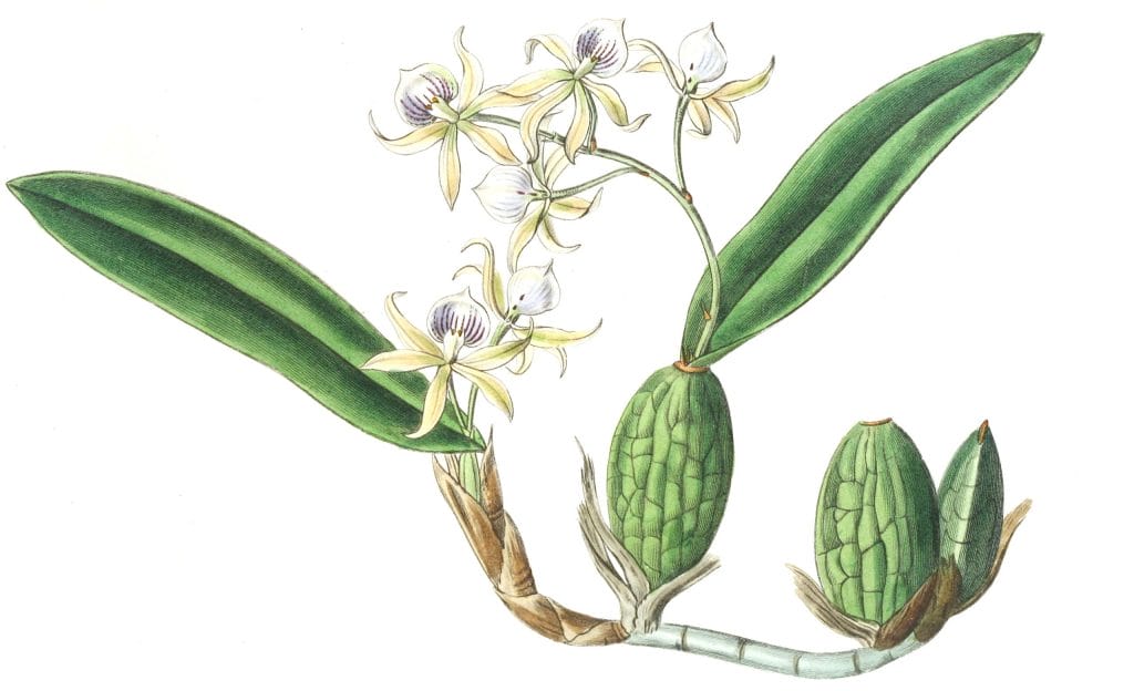 Emulous Epidendrum