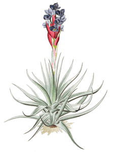 Erect Tillandsia