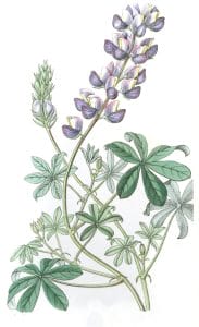 Field Peruvian Lupine