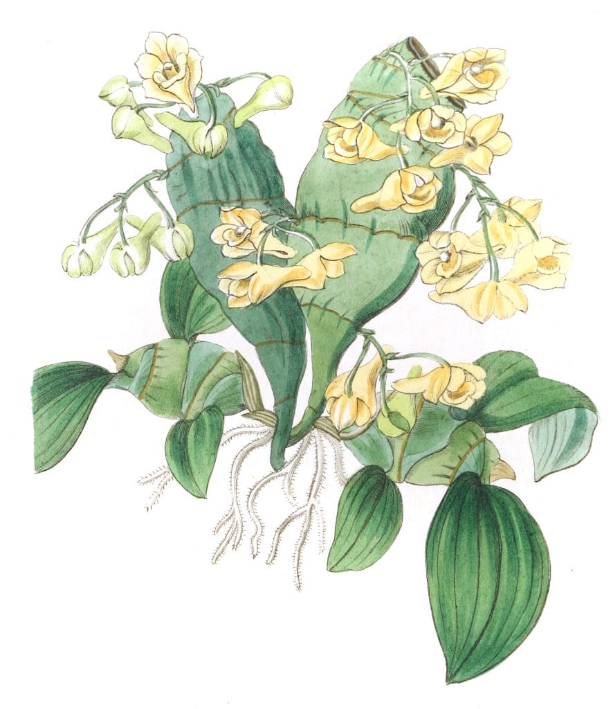 Flat Stemmed Dendrobium