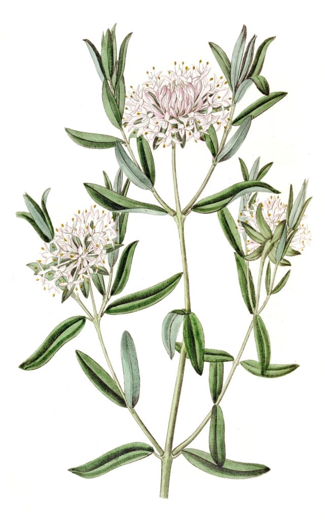 Forest Pimelea