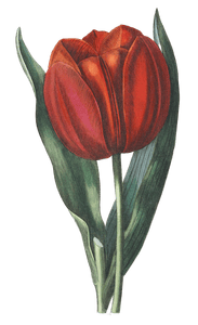 Gesners Tulip