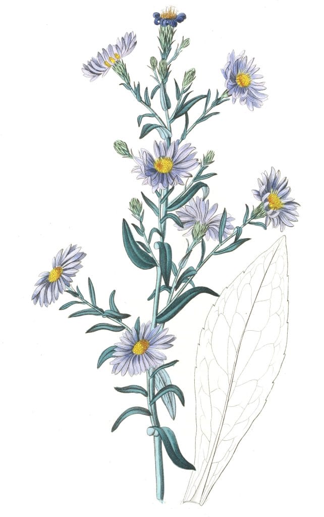 Glaucous Aster