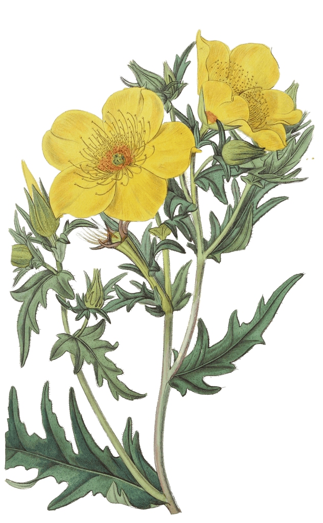 Golden Flowered Bartonia