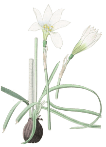 Half green Zephyranthes