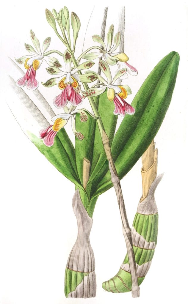 Hare lipped Epidendrum