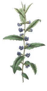 Holly Leaved Hovea