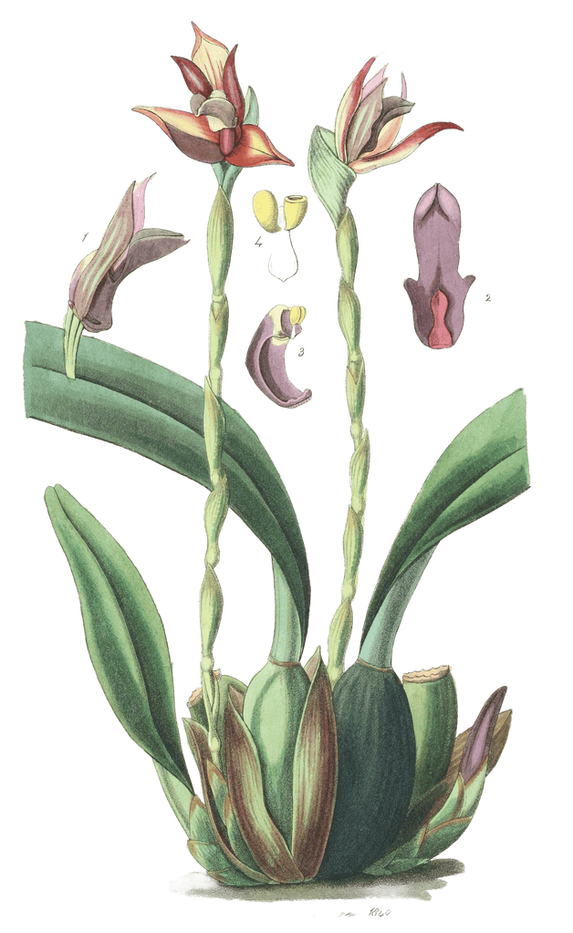 Hooded Maxillaria
