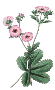 Hopwoods Hybrid Cinquefoil