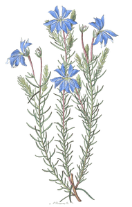 Large Blue Leschenaultia