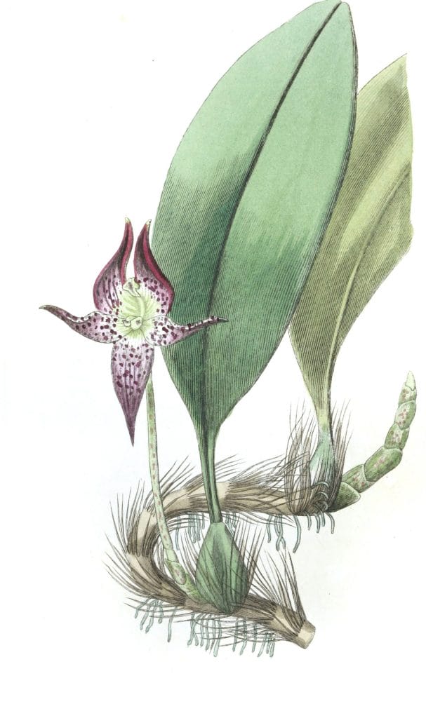 Large Flowered Bolbophyllum