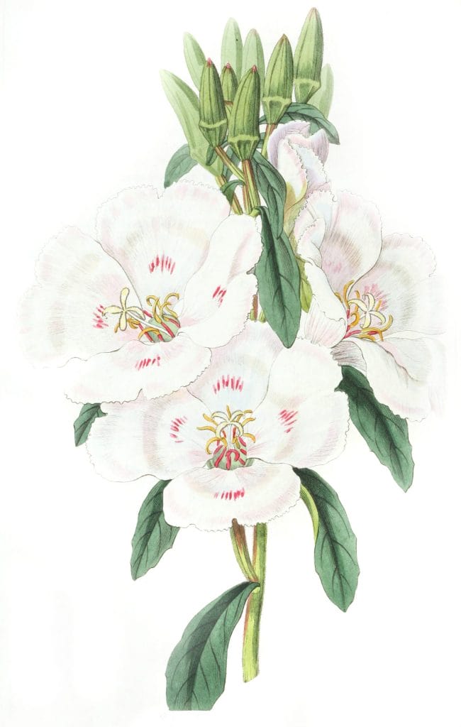 Large Flowered Godetia