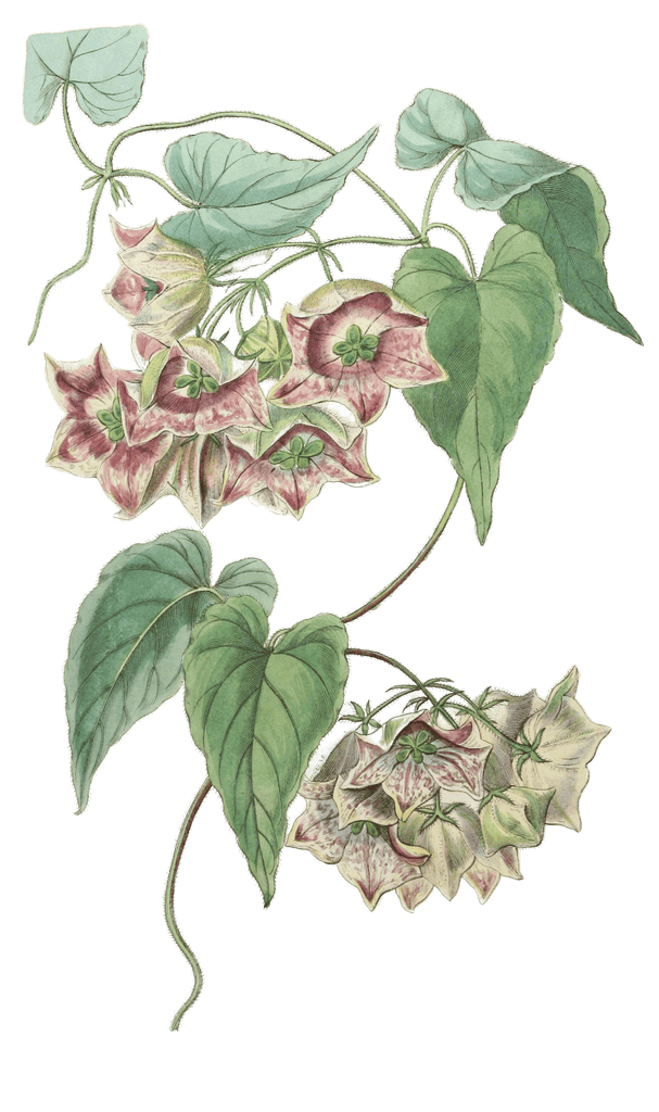 Large Flowered Philibertia
