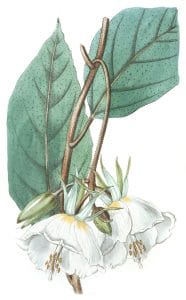 Large Flowered Trochetia