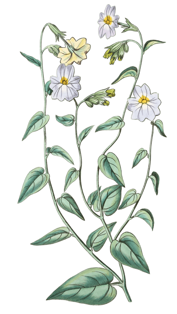 Large Flowereed Browallia