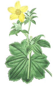 Large Leaved Candian Crowfoot