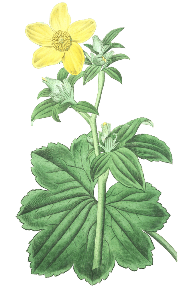 Large Leaved Candian Crowfoot