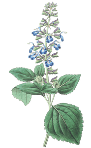 Leafy Mexican Sage