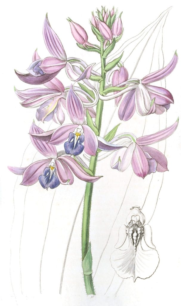 Lilac Calanthe