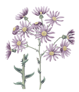 Lilac Senecia