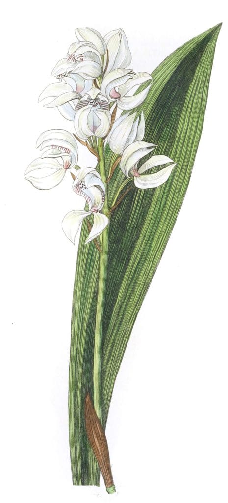 Lily flowered Govenia