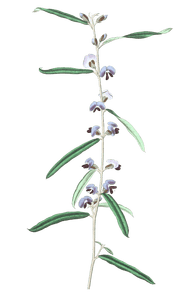 Linear Leaved Lanceolate Hovea