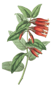 Long Flowered Macleania
