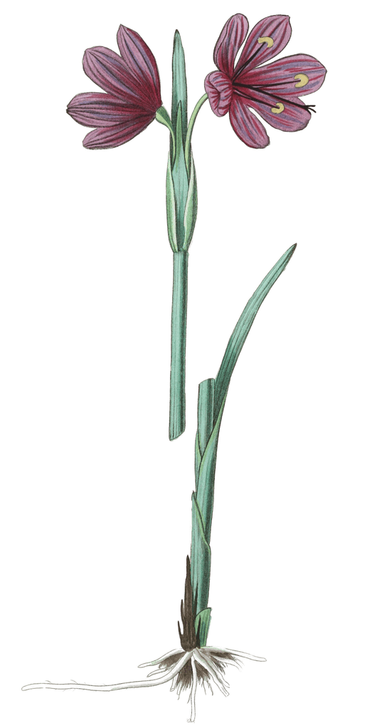 Long Flowered Sisyrinchium