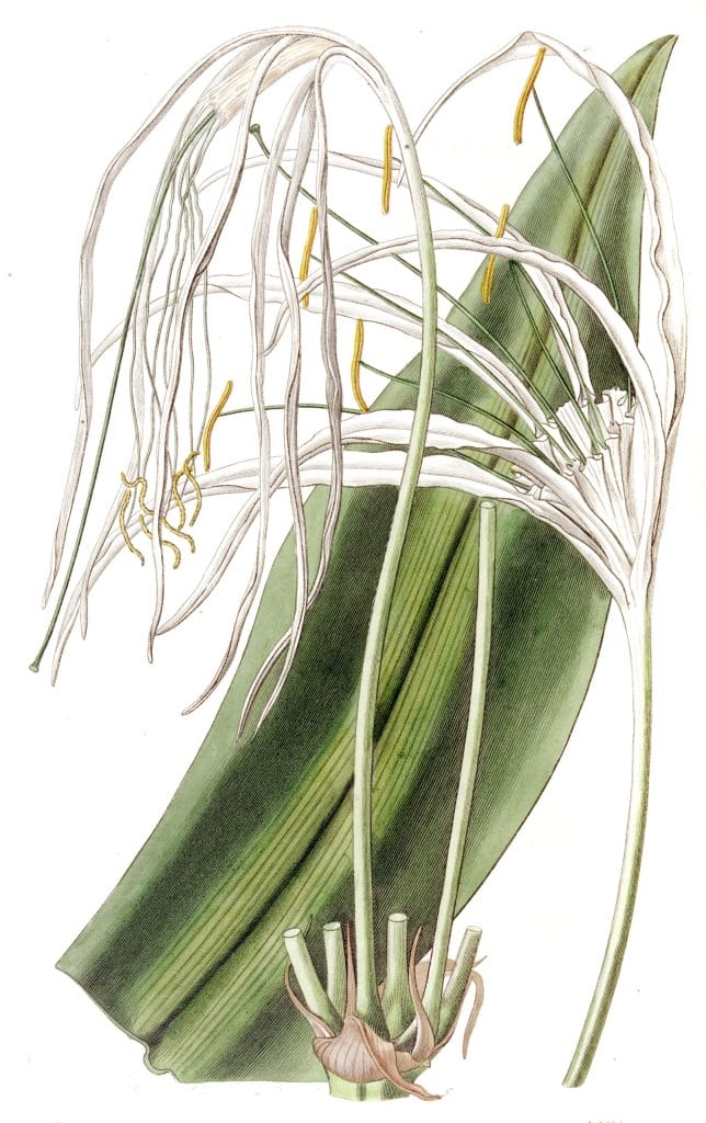 Long flowered Pancratium