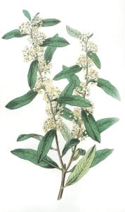 Long leaved Duvaua