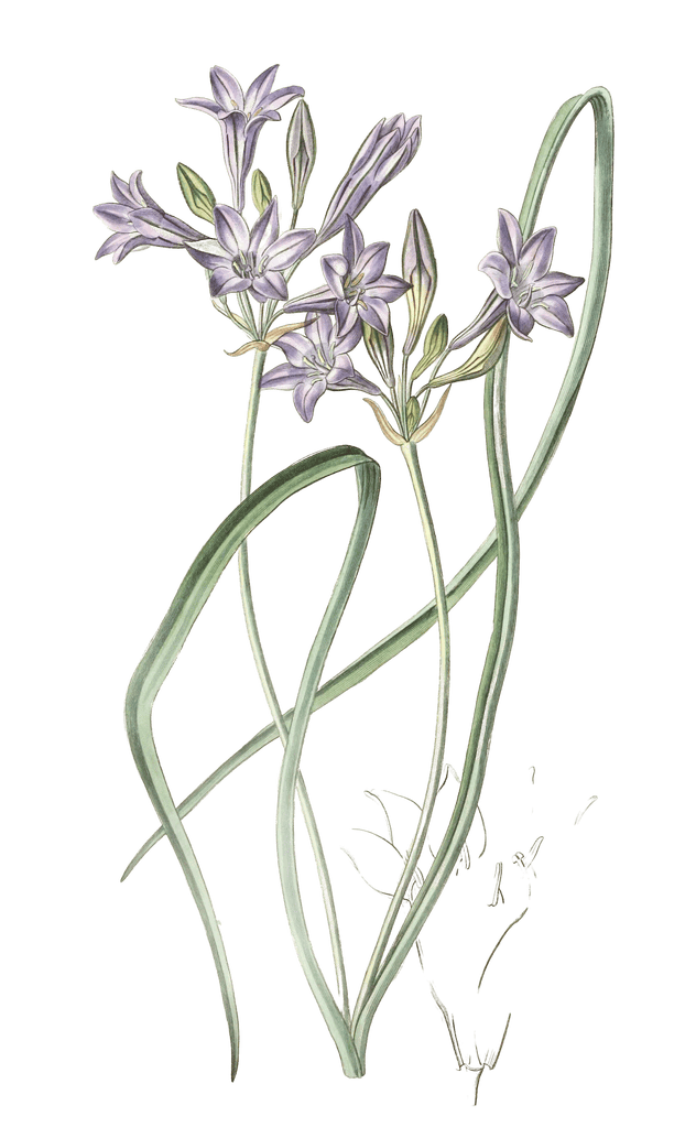 Loose Flowering Triteleia