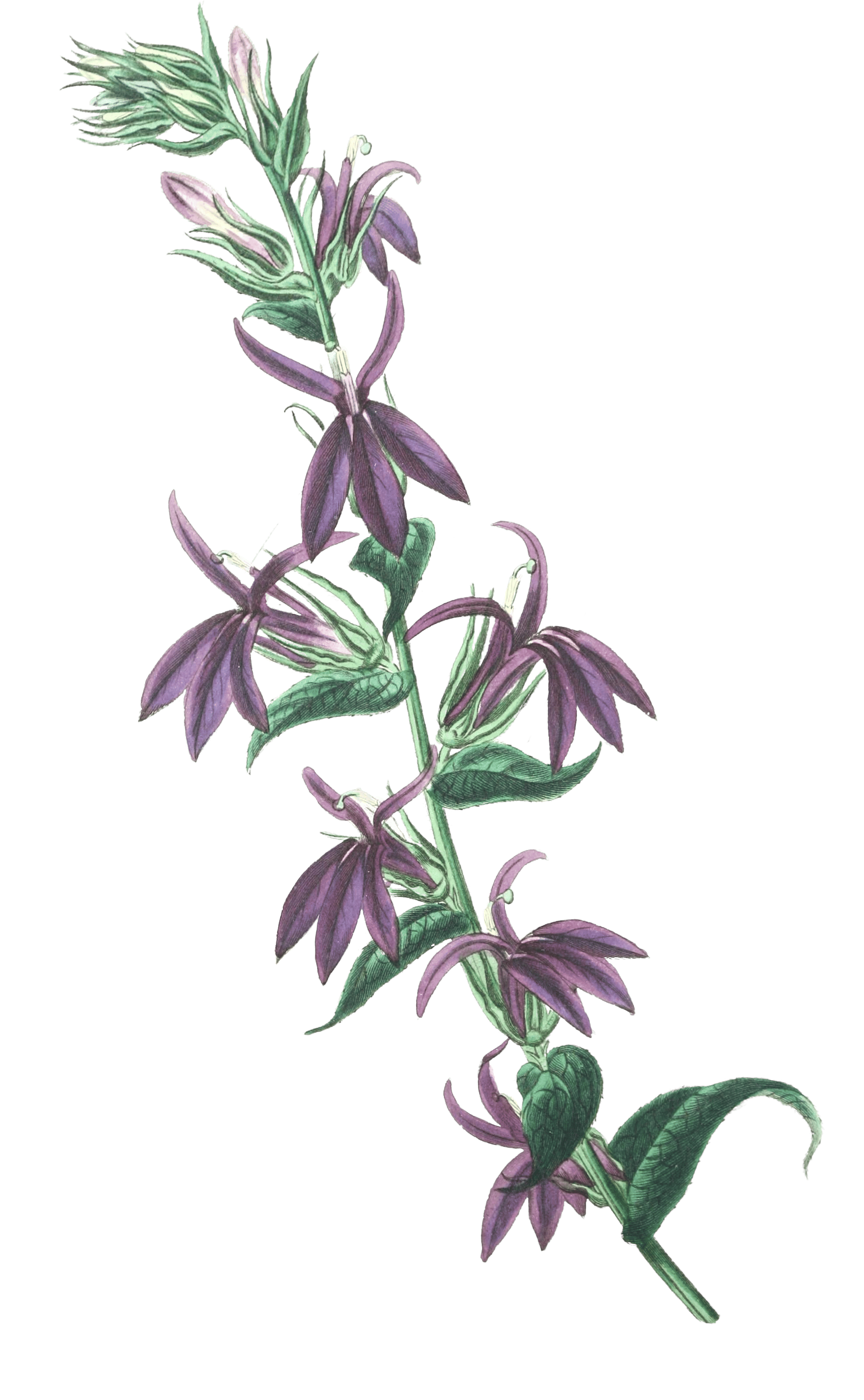 Lows Purple Lobelia