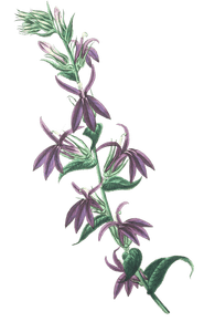 Lows Purple Lobelia