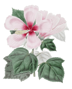 Marsh Hibiscus