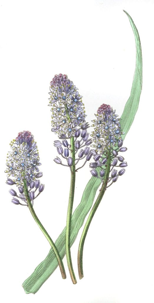 Meadow Squill