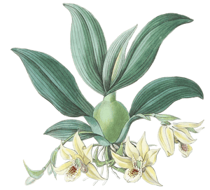 Messrs Rollissons Maxillaria