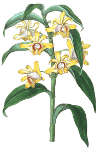 Mr Ruckers Dendrobium