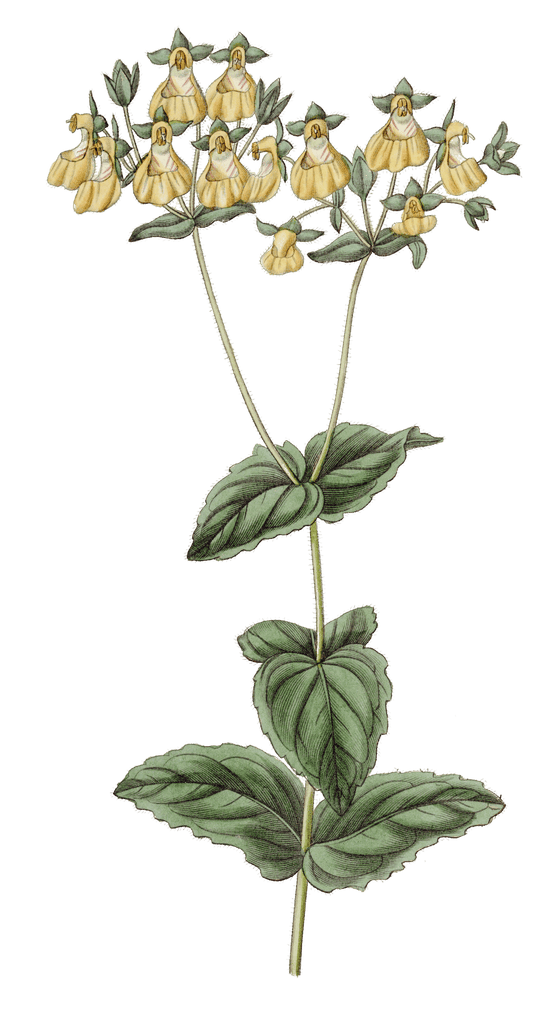 Mr W Herberts Calceolaria Calceolaria Herbertiana