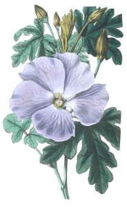 Mrs Wrays Hibiscus