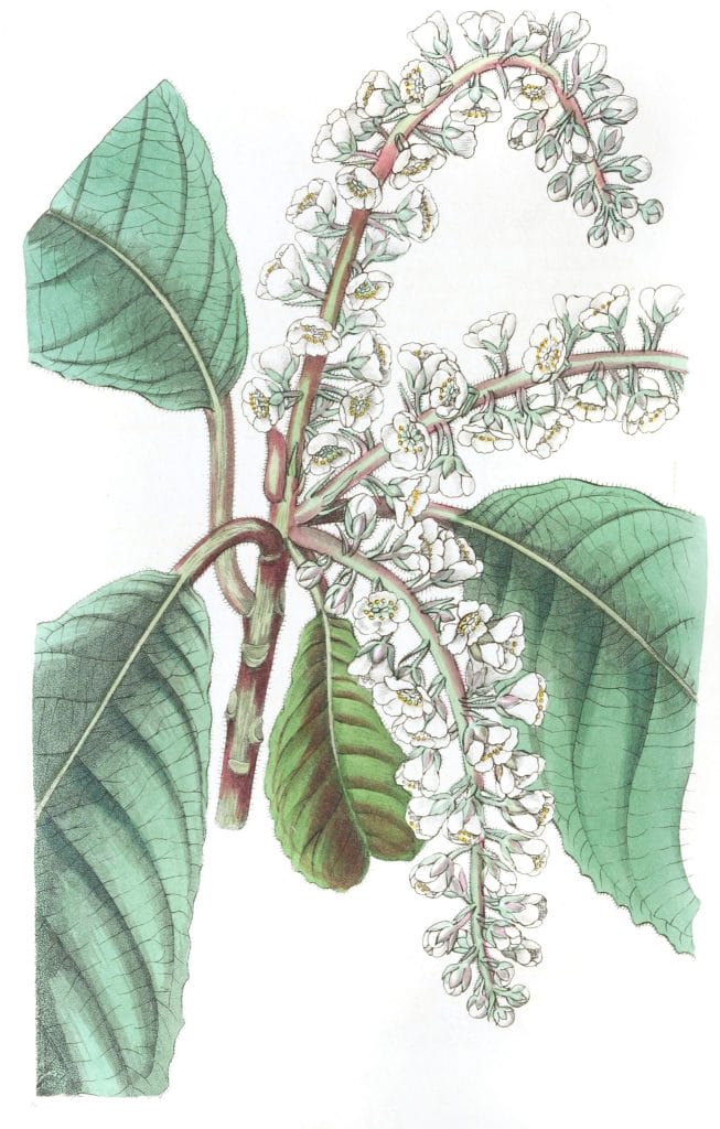 Oak Leaved Clethra