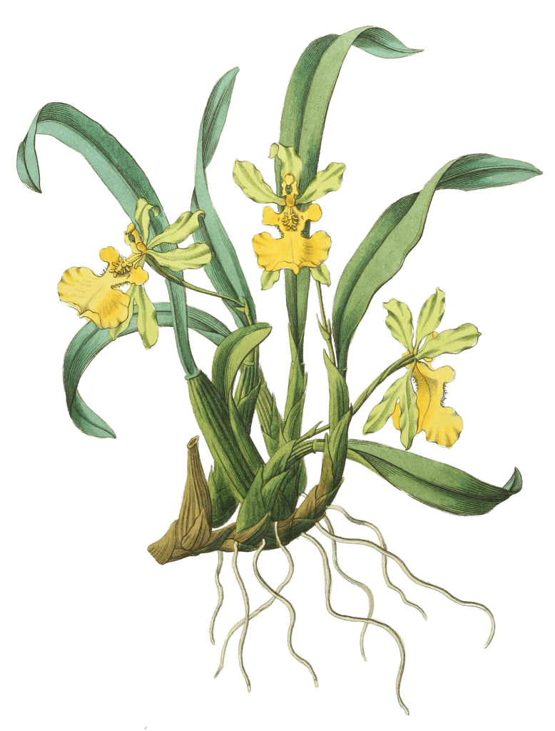 One Flowered Oncidium
