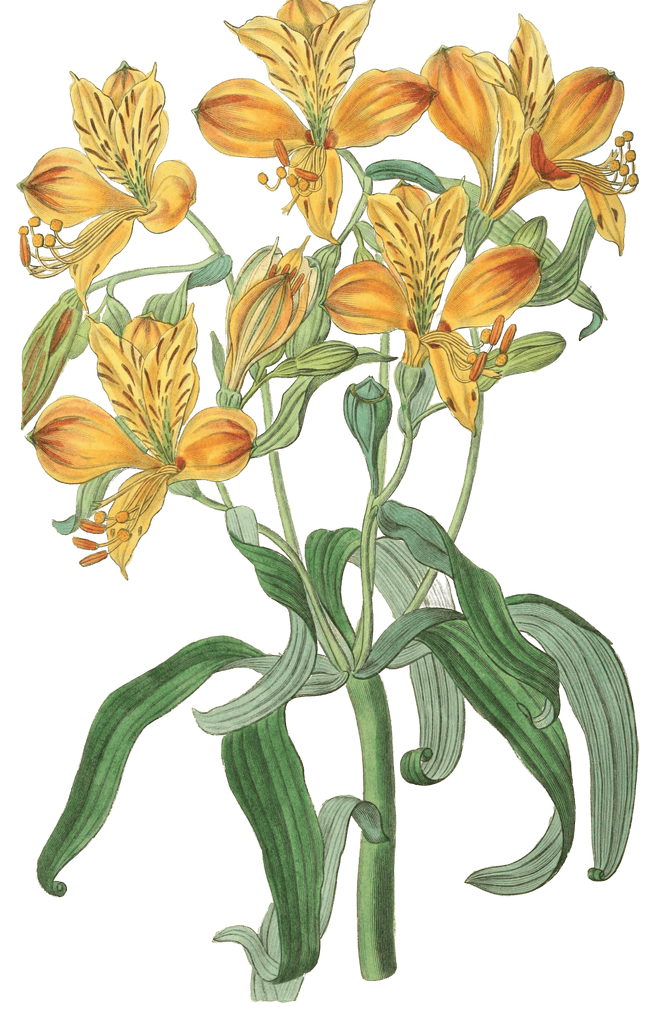 Orange flowered Astraemeria