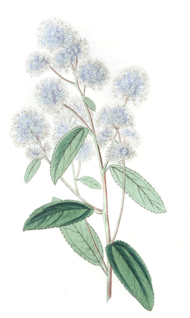 Pale flowered Ceanothus